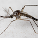 An adult male Aedes aegypti mosquito.